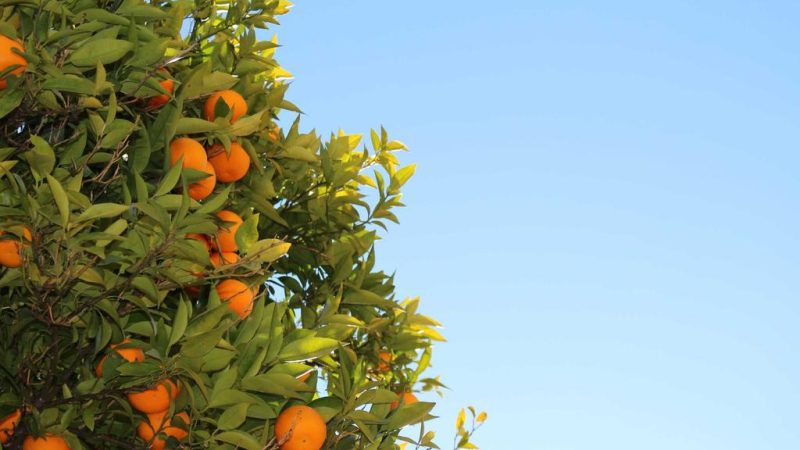VMware 安装 macOS 虚拟机完整教程：从解锁到跑通 Sequoia-黑苹果 - 纯净黑苹果镜像下载站